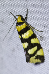 Tanyzancla argutella