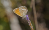Canary Blue - Photo (c) Julia Moning, some rights reserved (CC BY), uploaded by Julia Moning