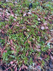 Ludwigia adscendens diffusa