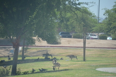 Branta canadensis