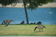 Branta canadensis