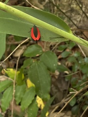 Retina rubrivitta