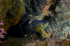 Parma alboscapularis