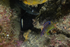 Parma alboscapularis