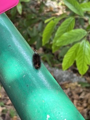 Erebidae