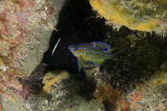 Parma alboscapularis