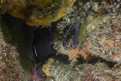 Parma alboscapularis