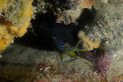 Parma alboscapularis