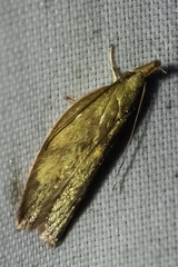 Enchocrates