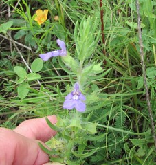 Salvia texana