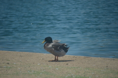 Anas platyrhynchos