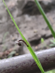 Cranopygia vitticollis
