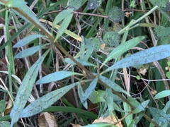 Coprosma ×cunninghamii