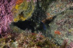 Parma alboscapularis