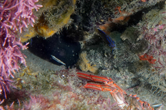 Parma alboscapularis