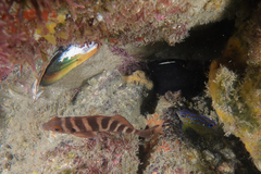 Parma alboscapularis