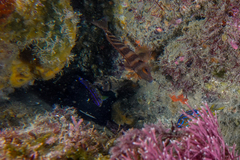 Parma alboscapularis