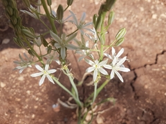 Ornithogalum