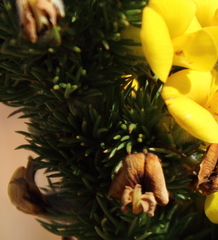 Aspalathus verbasciformis