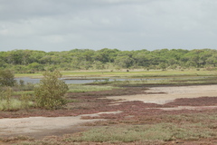 Bugeranus carunculatus