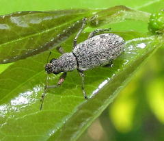 Curculionidae