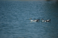 Anas platyrhynchos domesticus