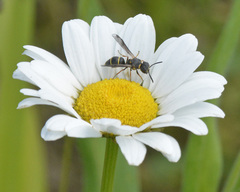 Leptochilus republicanus