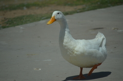 Anas platyrhynchos domesticus
