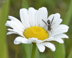 Leptochilus republicanus