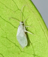 Conwentzia