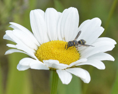 Leptochilus republicanus