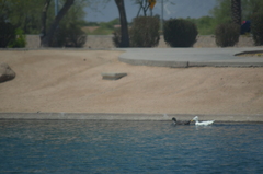 Anas platyrhynchos domesticus
