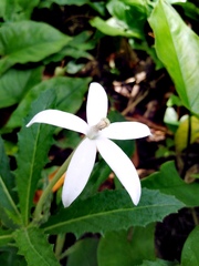 Hippobroma longiflora
