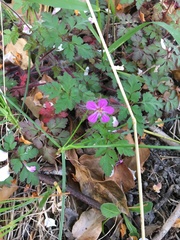 Geranium robertianum
