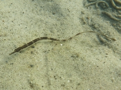 Syngnathus rostellatus