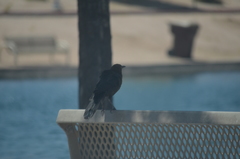 Quiscalus mexicanus