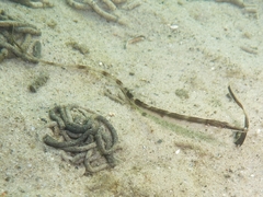 Syngnathus rostellatus