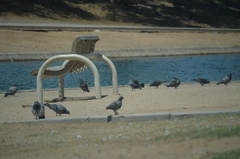 Columba livia domestica