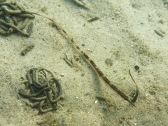 Syngnathus rostellatus