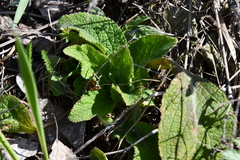 Phlomoides tuberosa