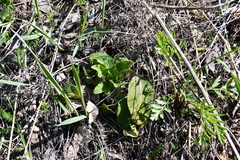 Phlomoides tuberosa
