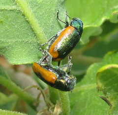 Smaragdina limbata
