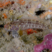 Robust Triplefin - Photo (c) lcolmer, some rights reserved (CC BY-NC), uploaded by lcolmer