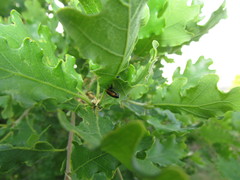 Smaragdina limbata