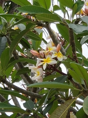 Plumeria obtusa