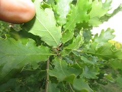 Smaragdina limbata