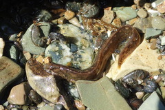 Alectrias alectrolophus