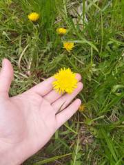 Taraxacum officinale