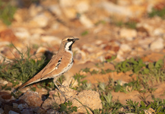 Cinnamon Quail-Thrush photo 5