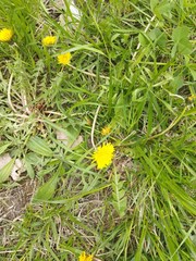 Taraxacum officinale